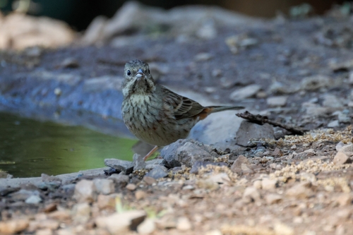 White-capped Bunting (Emberiza stewarti), photo 10