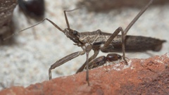 Pygolampis pectoralis