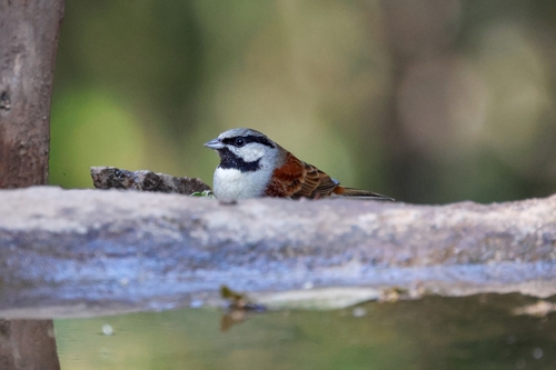 White-capped Bunting (Emberiza stewarti), photo 9