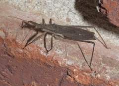 Pygolampis pectoralis