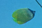 Chaetodon kleinii
