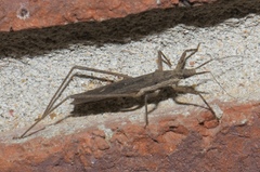 Pygolampis pectoralis