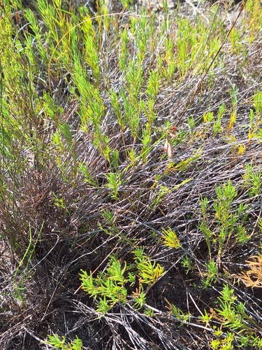 Elegant Gumbush (Pteronia tenuifolia)