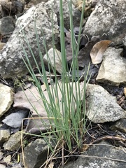 Allium