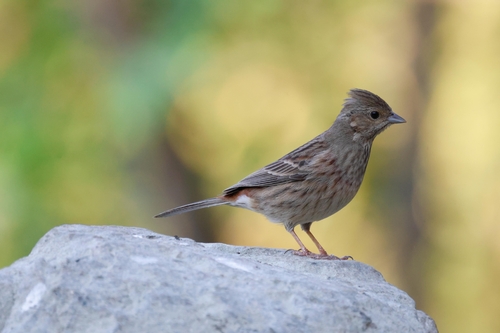 White-capped Bunting (Emberiza stewarti)