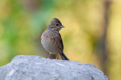 White-capped Bunting (Emberiza stewarti), photo 2