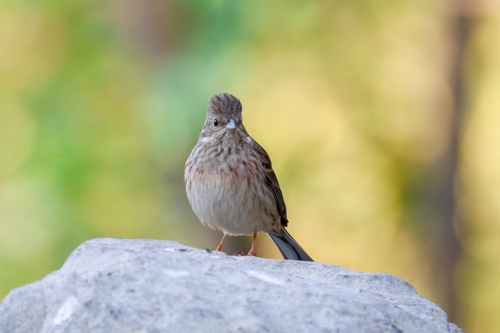 White-capped Bunting (Emberiza stewarti), photo 6
