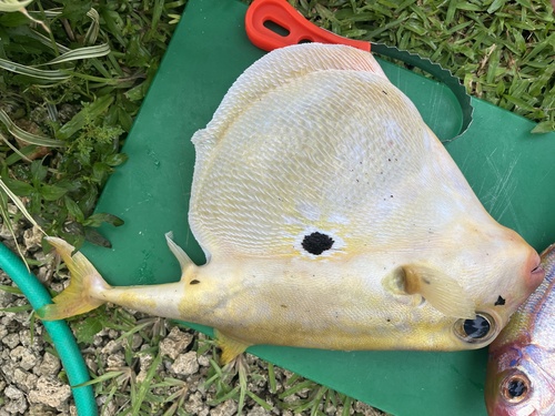 Black-spot keeled pufferfish (Triodon macropterus) — Triodontidae — 5