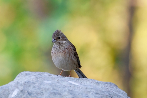White-capped Bunting (Emberiza stewarti), photo 7