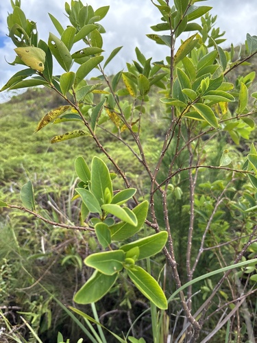 Wikstroemia elliptica observed 2026-03-24
