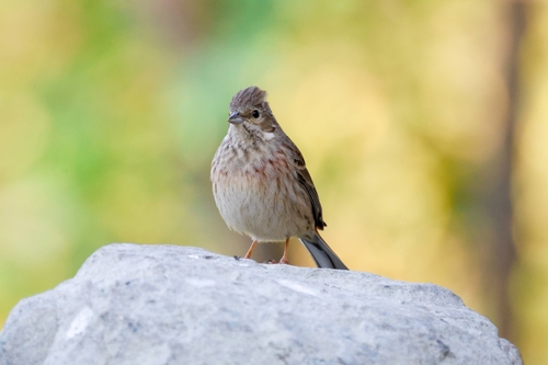 White-capped Bunting (Emberiza stewarti), photo 8