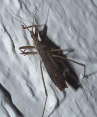 Pygolampis pectoralis