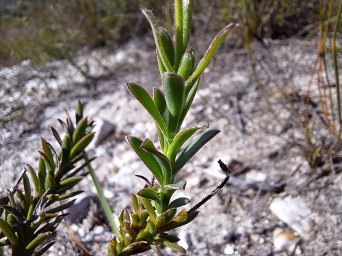 Common Boneseed (Osteospermum polygaloides)