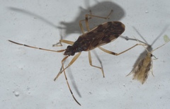 Ozophora salsaverdeae