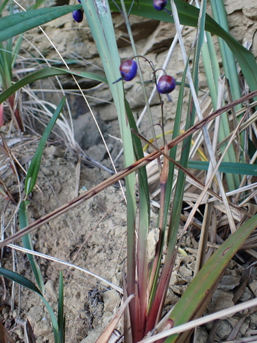 Tasmanian flax-lily (Dianella tasmanica)