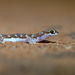 Rhynchoedura angusta - Photo (c) Kym Nicolson,  זכויות יוצרים חלקיות (CC BY), הועלה על ידי Kym Nicolson