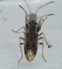 Pseudopachybrachius basalis
