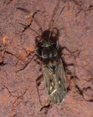 Pseudopachybrachius basalis