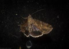 Lophoptera hemithyris
