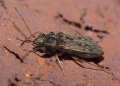 Pseudopachybrachius basalis