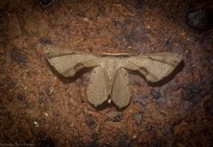 Phazaca leucocephala