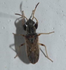 Pseudopachybrachius basalis