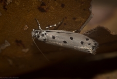 Ethmia heptasema
