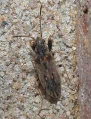 Pseudopachybrachius basalis