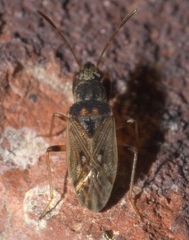 Pseudopachybrachius basalis