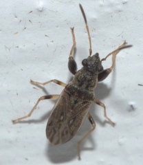 Pseudopachybrachius basalis