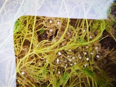 Pelophylax bedriagae