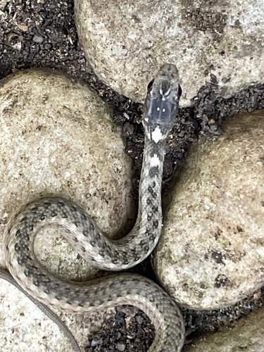 Rhabdophis spilogaster, 2026-03-24