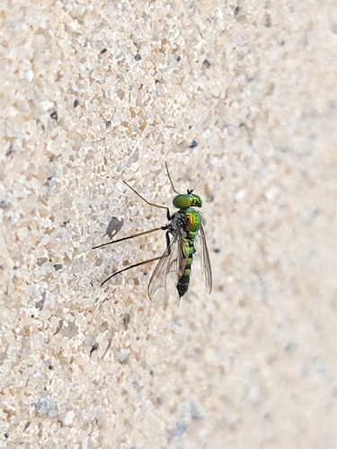 Unknown species found near Wehner - Outbound, College Station, TX 77840, USA
