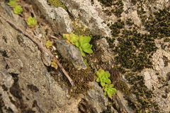 Sedum ternatum