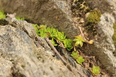Sedum ternatum