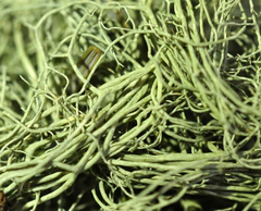 Usnea cavernosa