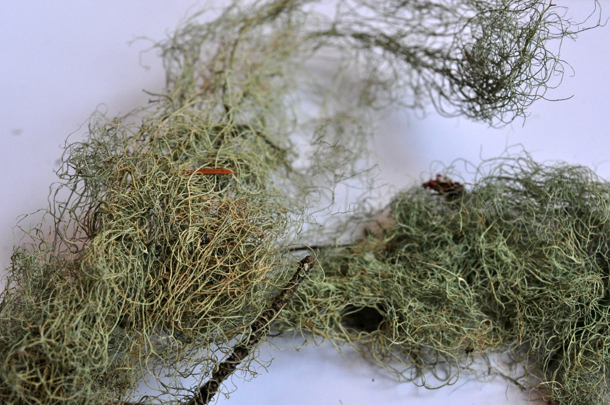 Usnea cavernosa image