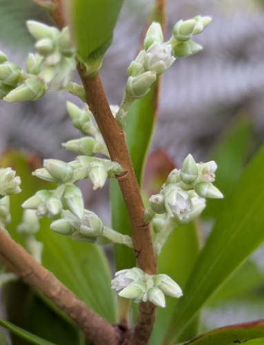 Styphelia pancheri observed 2026-03-22