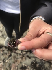 Pagurus hirsutiusculus