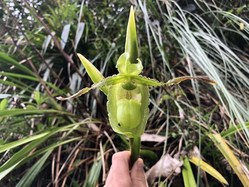Phragmipedium boissierianum