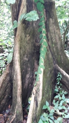 Monstera dubia