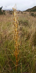 Aciphylla subflabellata