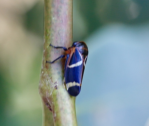 Eurymeloides punctata, 2026-03-24