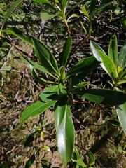 Myoporum insulare