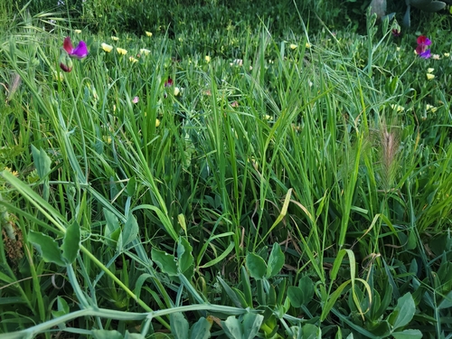 Sweet pea (Lathyrus odoratus)