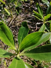 Myoporum insulare