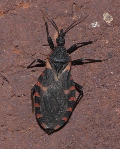 Eastern Bloodsucking Conenose photo 5