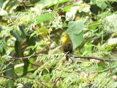 Chrysomus icterocephalus