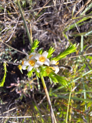 Twiggy Stripper (Lachnaea filicaulis)