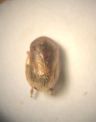 Clastoptera xanthocephala